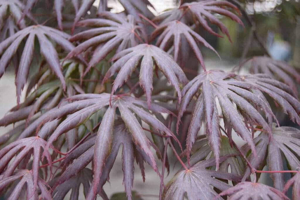 Acer palmatum 'Trompenburg' 175-200 cm